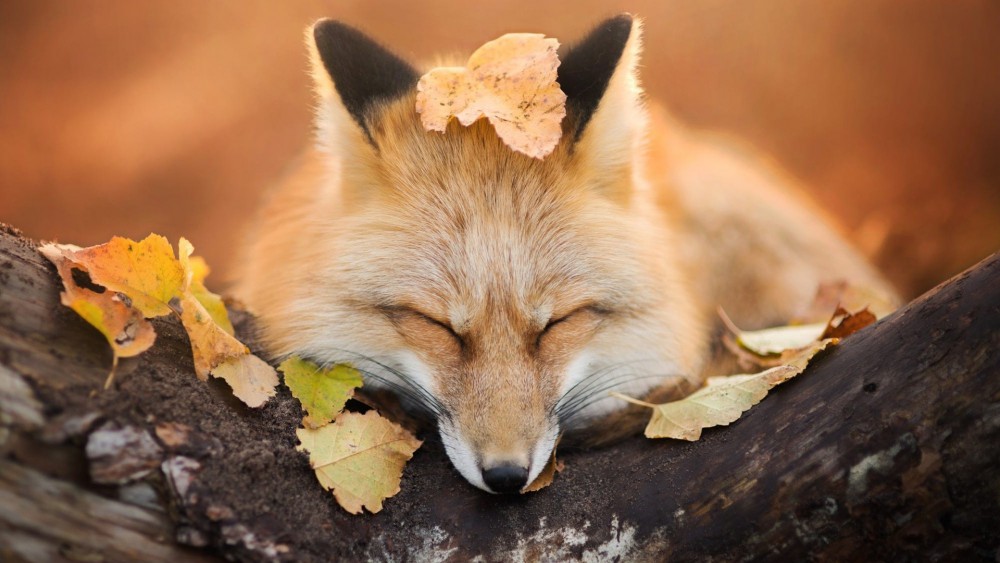 高清落叶动物狐狸睡觉摄影电脑壁纸