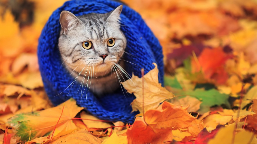羊毛帽动物猫高清电脑壁纸