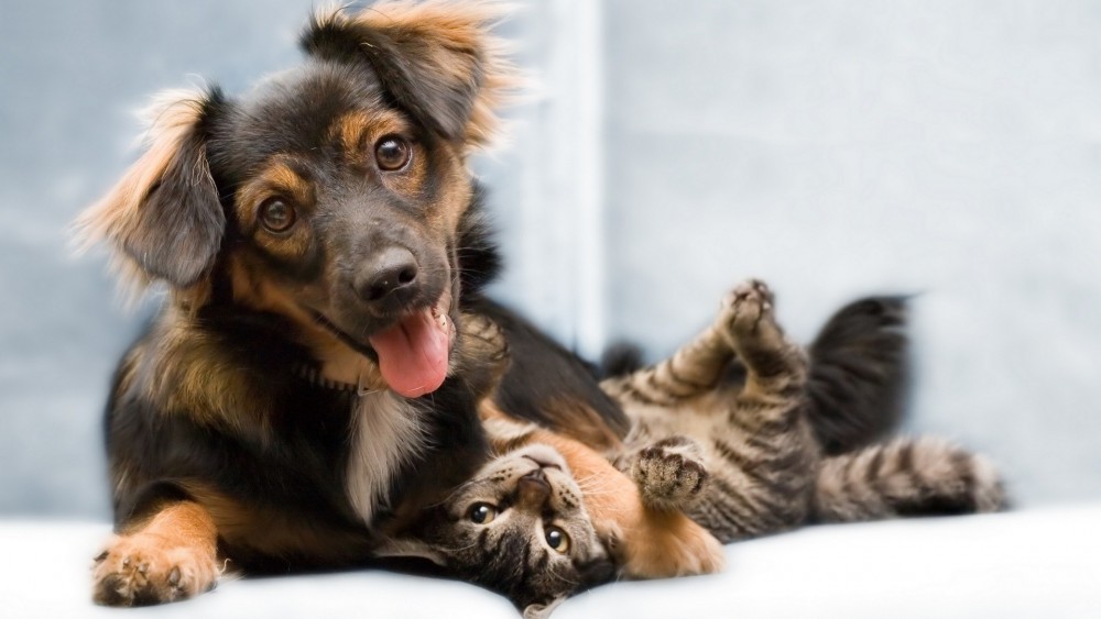 动物猫狗高清壁纸