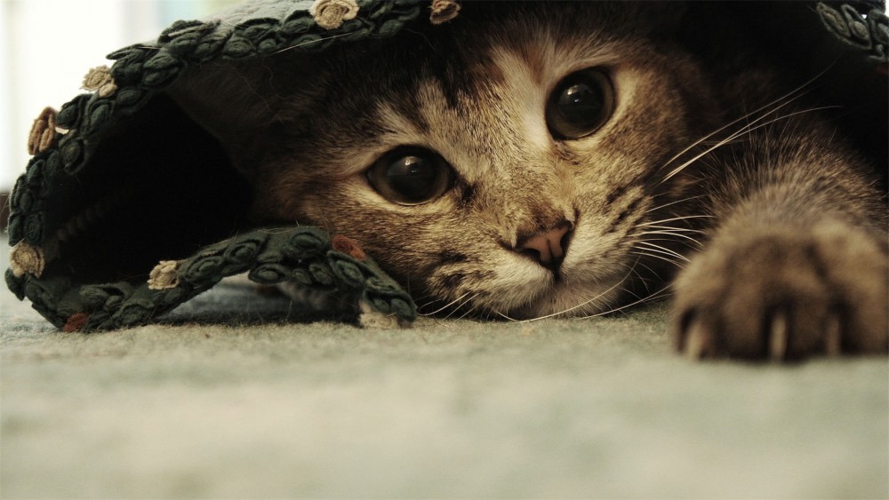 Ben Torode地毯猫动物高清壁纸
