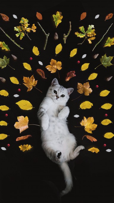 可爱小猫咪壁纸