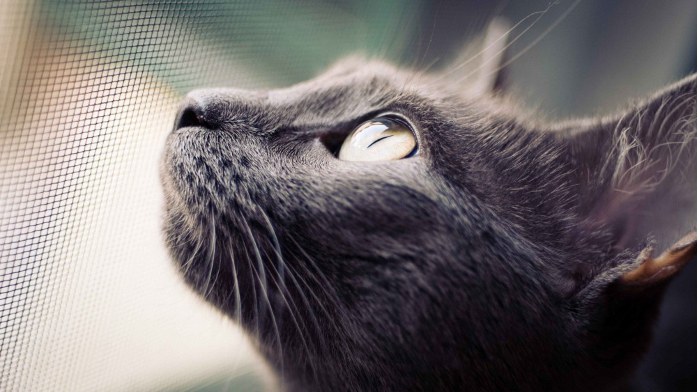 动物猫近距离摄影高清2k壁纸