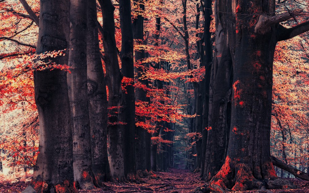 红色树叶森林小路风景高清壁纸(1920x1200)
