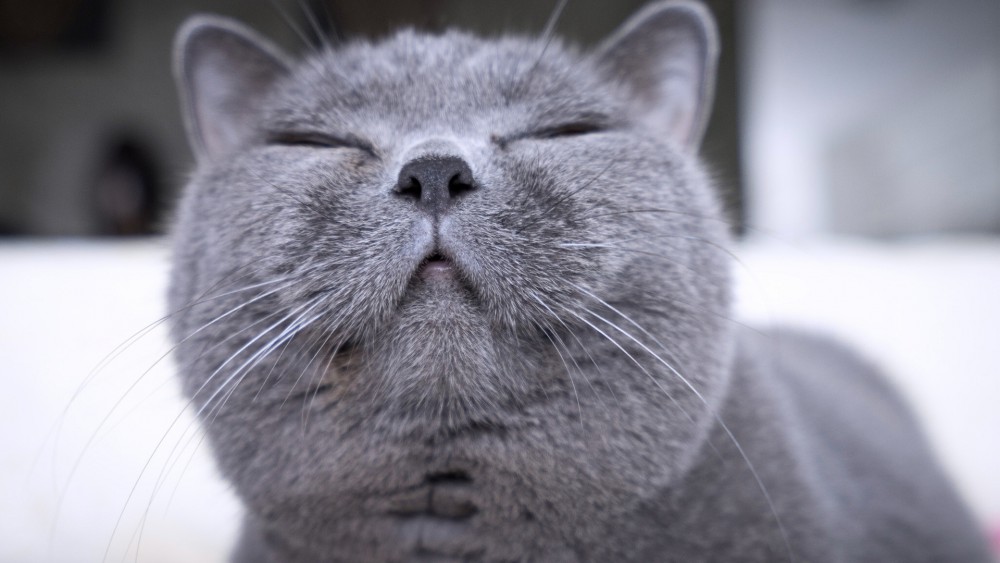 萌萌的英国短毛猫桌面壁纸