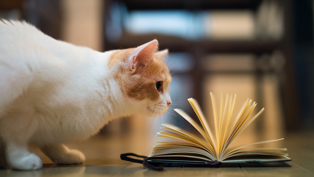 可爱萌宠猫咪桌面壁纸