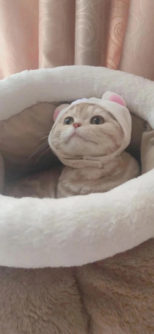 超萌萌宠可爱猫咪手机壁纸