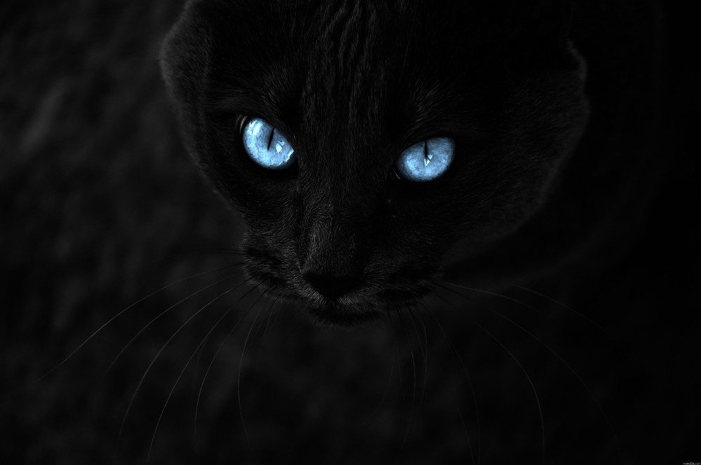 蓝色眼睛的黑猫电脑桌面4k壁纸(4288x2848)