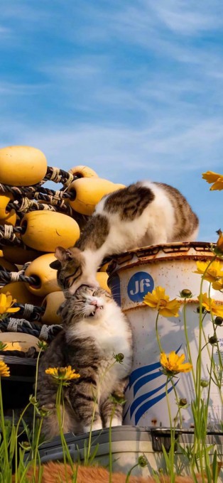 可爱猫咪高清手机壁纸