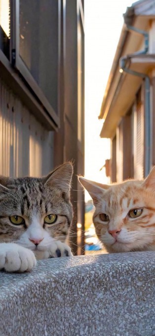 可爱猫咪高清手机壁纸(1242x2688)