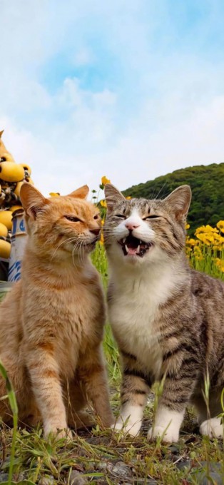 可爱猫咪高清手机壁纸