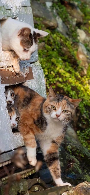 可爱猫咪高清手机壁纸