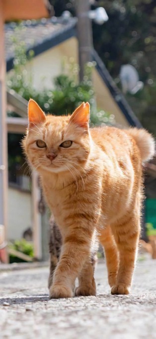 可爱猫咪高清手机壁纸