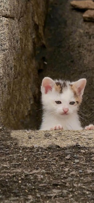 可爱猫咪高清手机壁纸