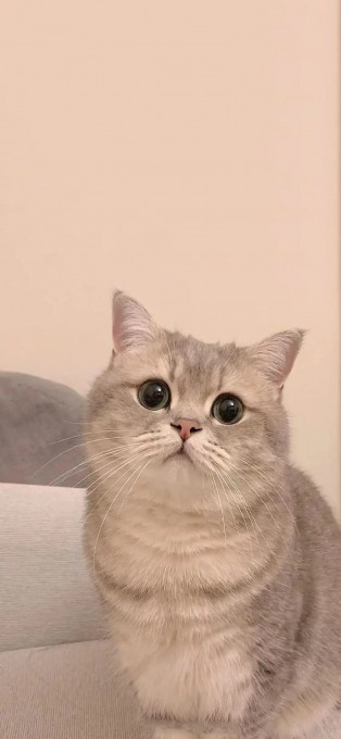 小猫猫咪
