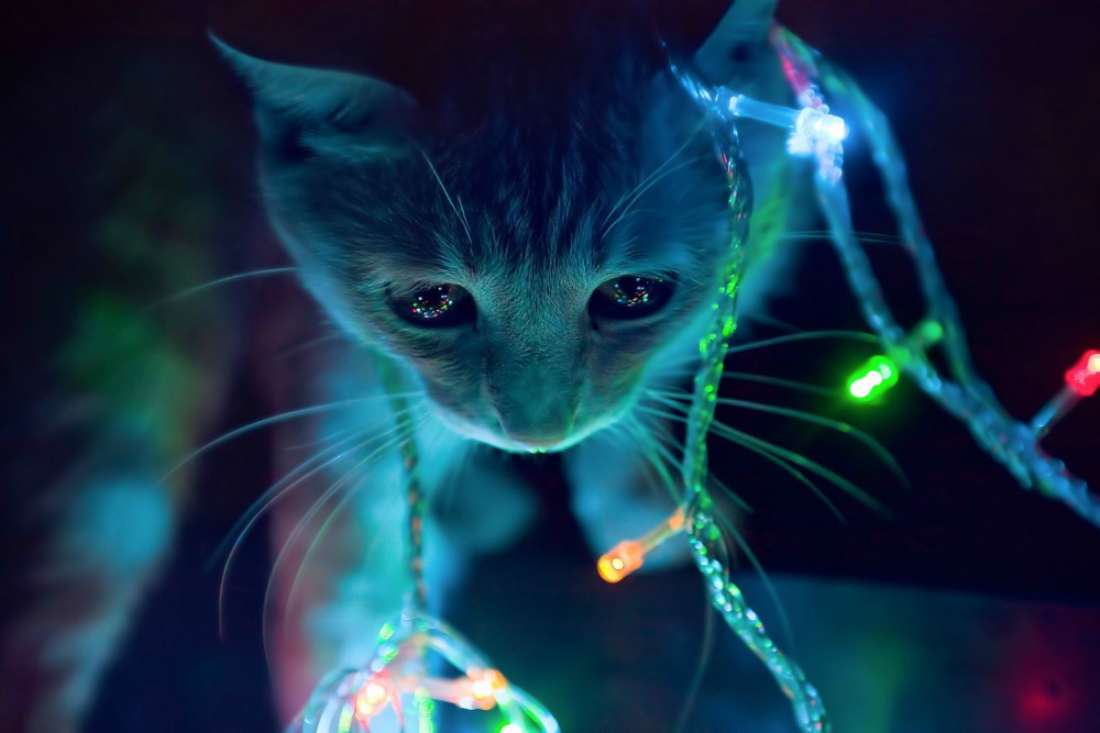 缠着灯串的可爱猫咪高清壁纸